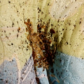 Уничтожение насекомых в Сочи (гостинка)