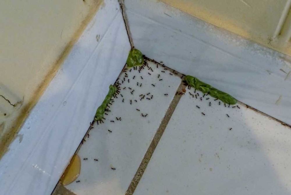 Обработка от муравьев в Сочи