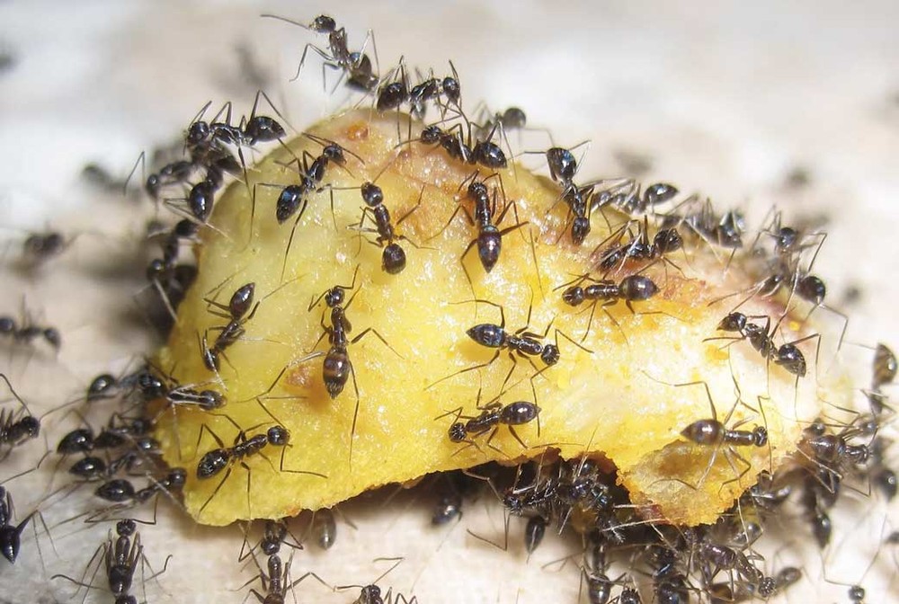 Уничтожение муравьев в квартире в Сочи