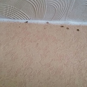 Выведение тараканов в квартире цена Сочи